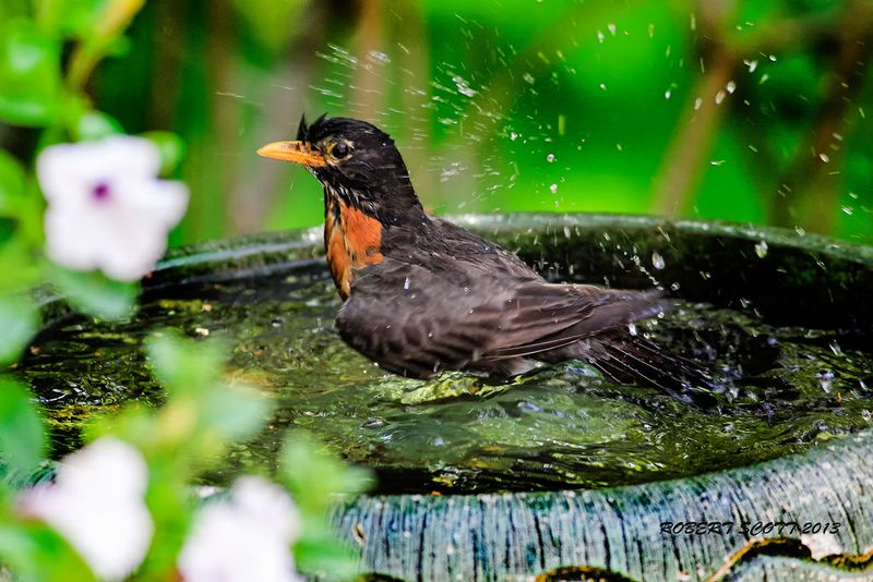 Unusual Bathing Routines