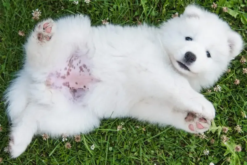 Belly Spots Disappear With Age