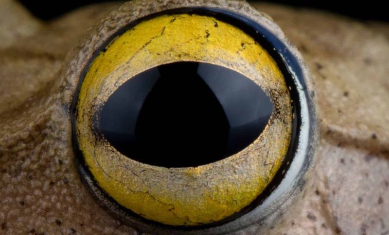 The Rediscovery Of Alsodes Vittatus: A Century-Long Mystery