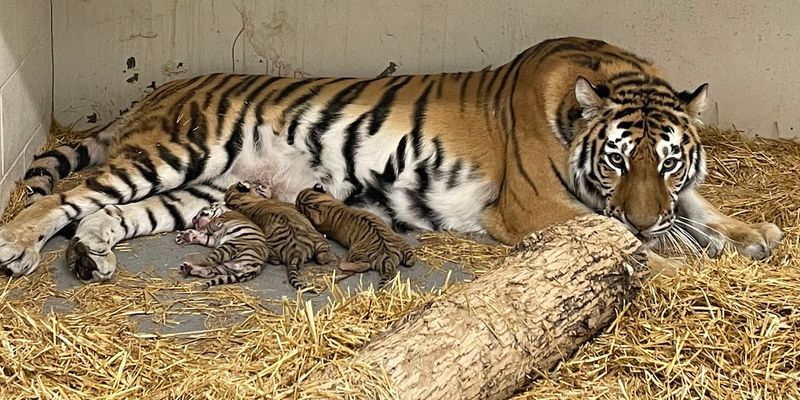 A Historic Birth: First Amur Tiger Cubs At Roosevelt Park Zoo