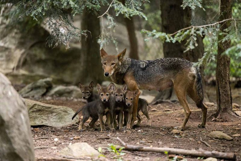 Captive Breeding Boosts Numbers