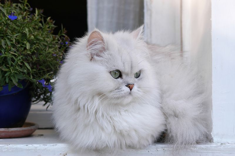 Stunning Silver Shaded Cats