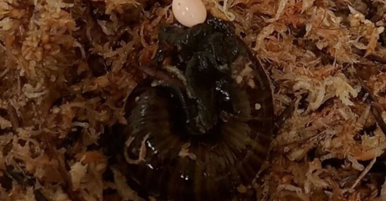 Rare New Zealand Snail Captured Laying Egg Through Its Neck For The First Time