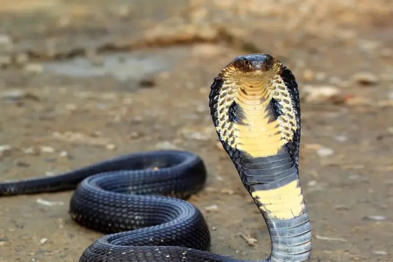 King Cobra