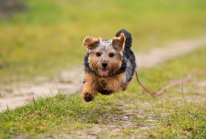 Norfolk Terrier: Fearless Pocket Rocket