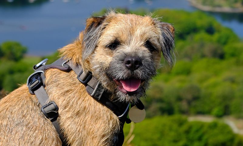 Border Terrier: The Country Gentleman