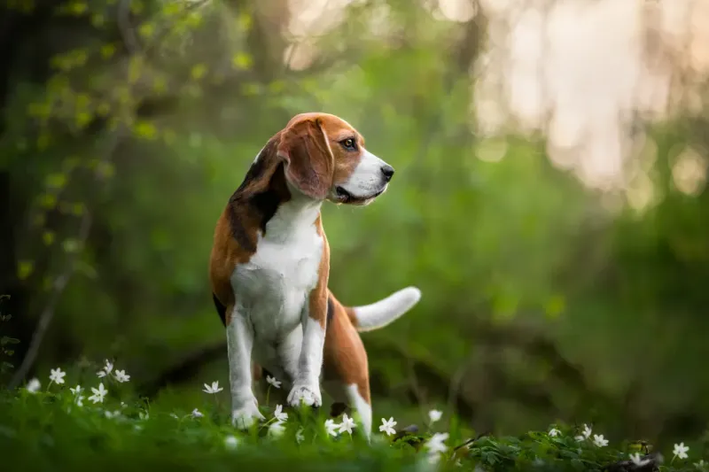 Beagle: The Nose-Driven Detective
