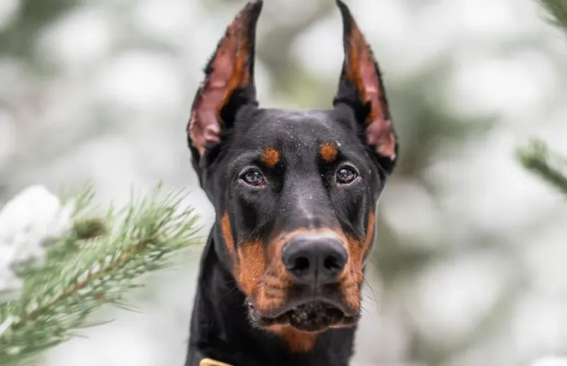Doberman Pinscher: The Intuitive Guardian
