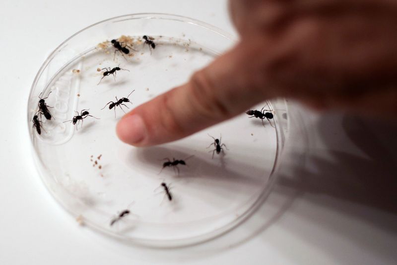 Ants: The Collective Survivors
