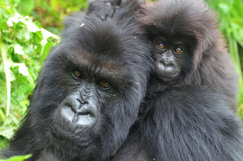 Gorillas: The Tender-Hearted Primates