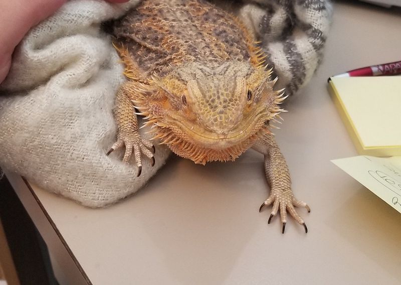 Bearded Dragons: Scaly Snugglers