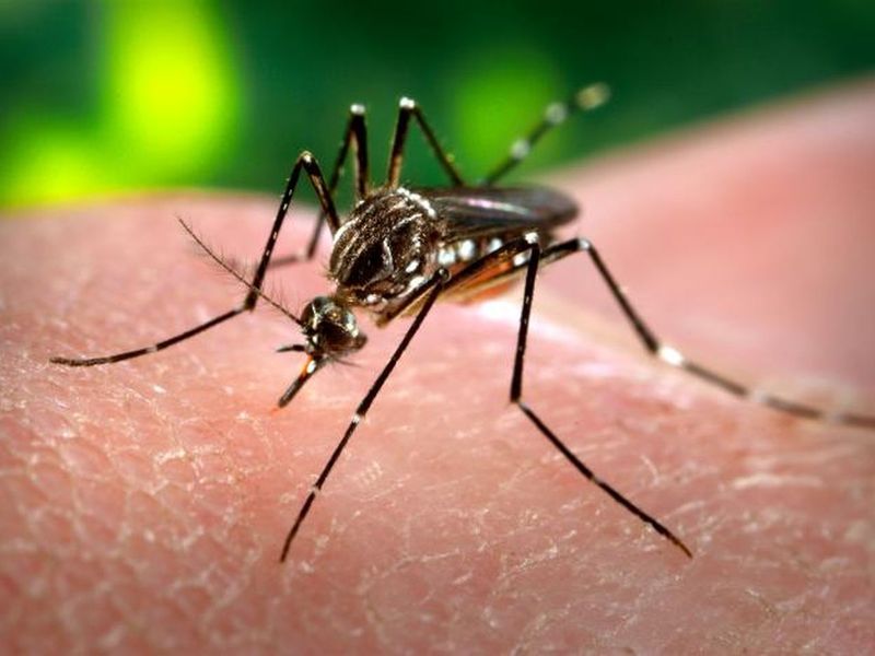 Mosquitoes: Tiny Disease Vectors With Massive Impact