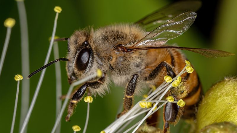 Honeybees