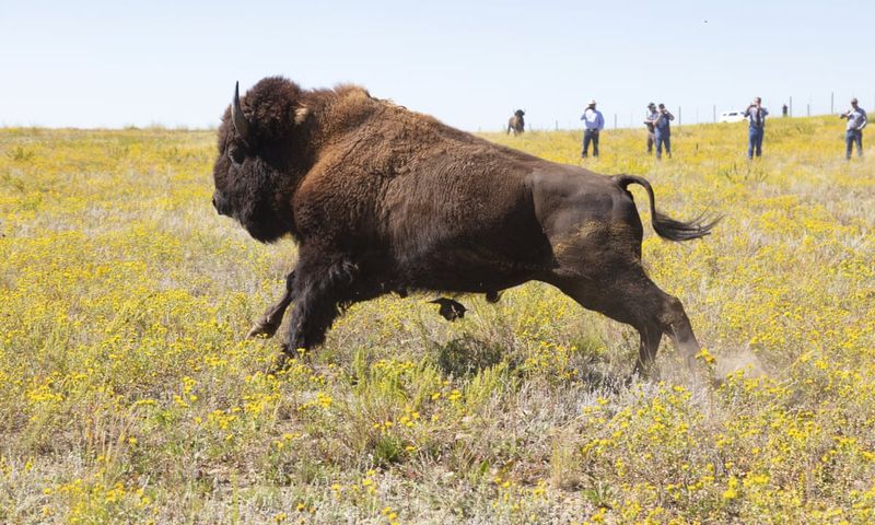 American Bison