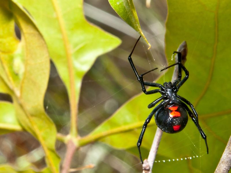 Black Widow Spiders: Toxic Web-Weavers