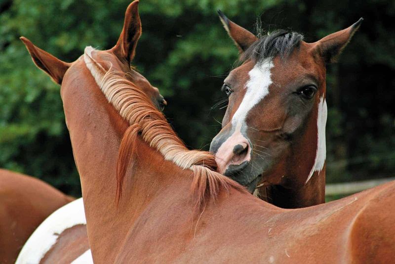 Horses Maintain Decades-Long Friendships