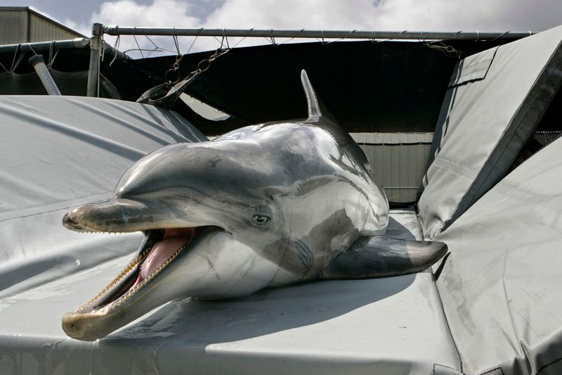 Dolphins Detecting Underwater Threats