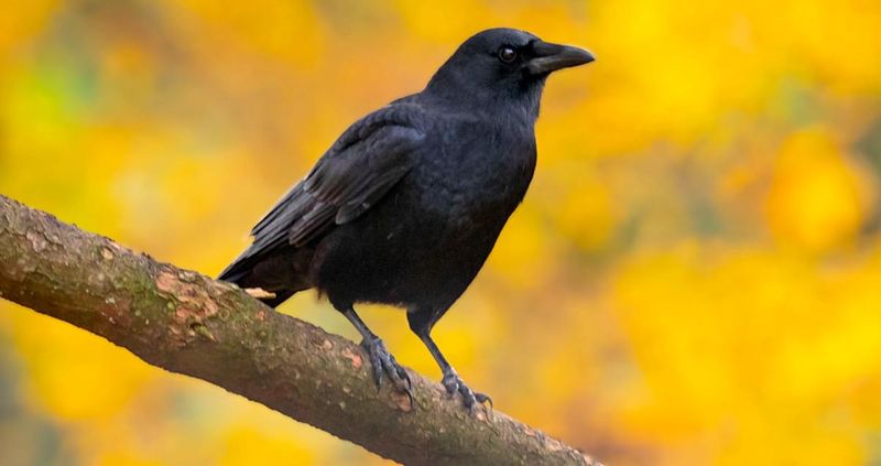 Crows: The Urban Geniuses