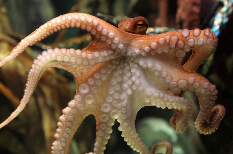 Octopuses Shape-Shift Through Life