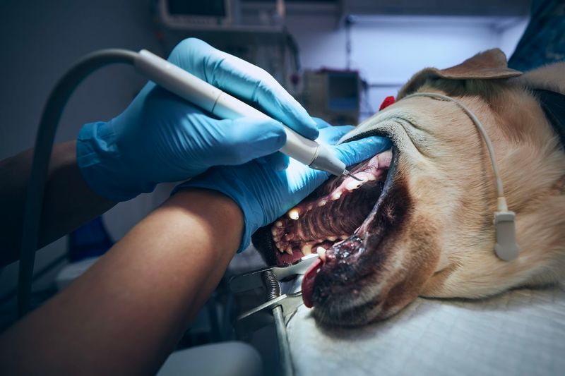 Schedule Professional Dental Cleanings