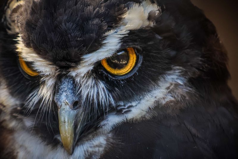 Mysterious Nighttime Eyes