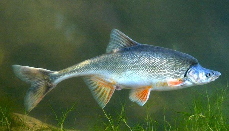 Humpback Chub: Canyon Dweller