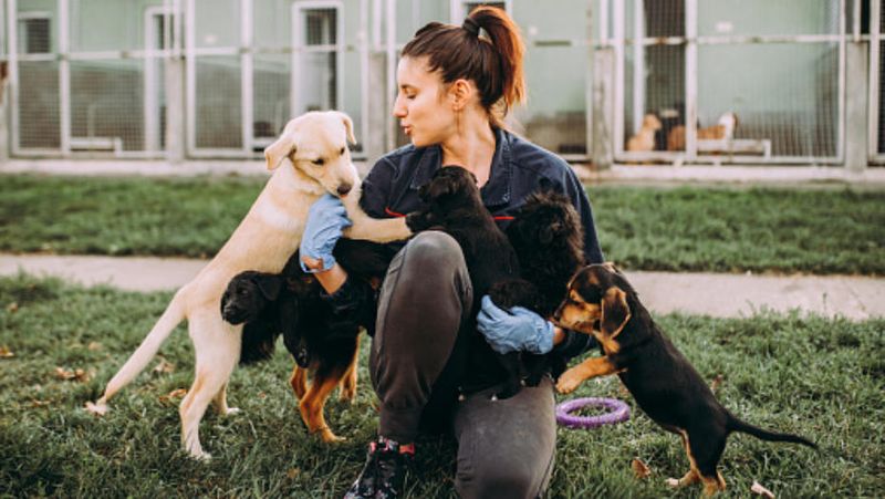 Sponsor A Dog's Medical Care