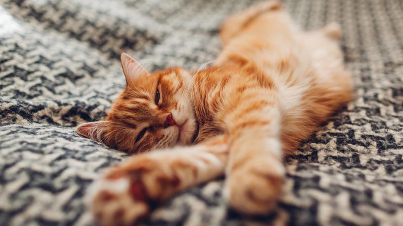 The Purr Therapy