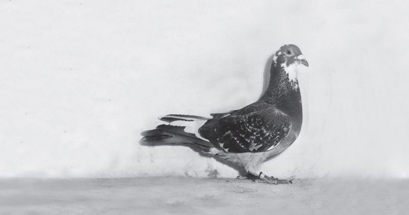 G.I. Joe: The Pigeon Who Prevented A Bombing