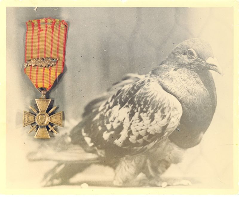 G.I. Joe: The Pigeon Who Prevented Friendly Fire