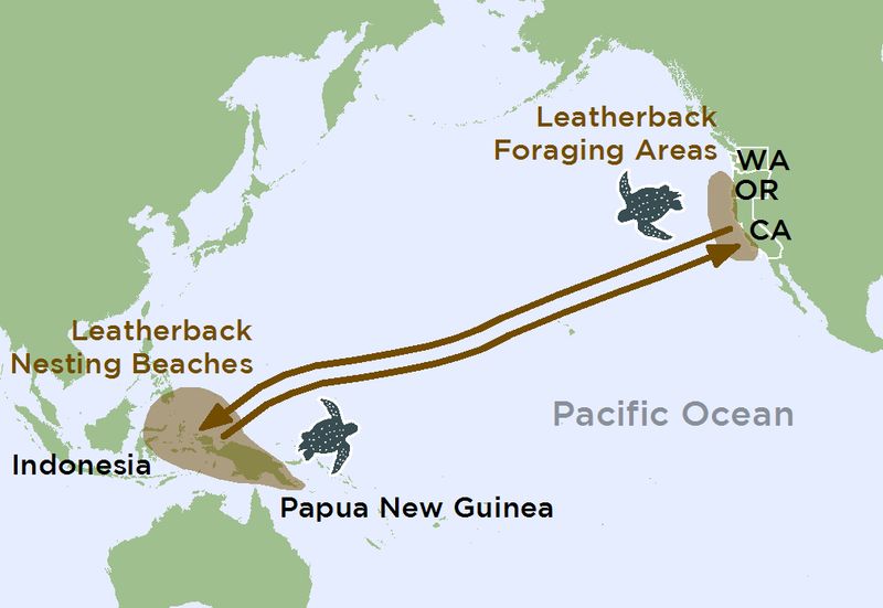Marathon Swimmers Of The Ocean