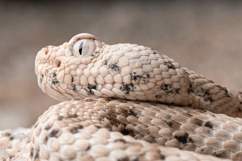Conservation Implications