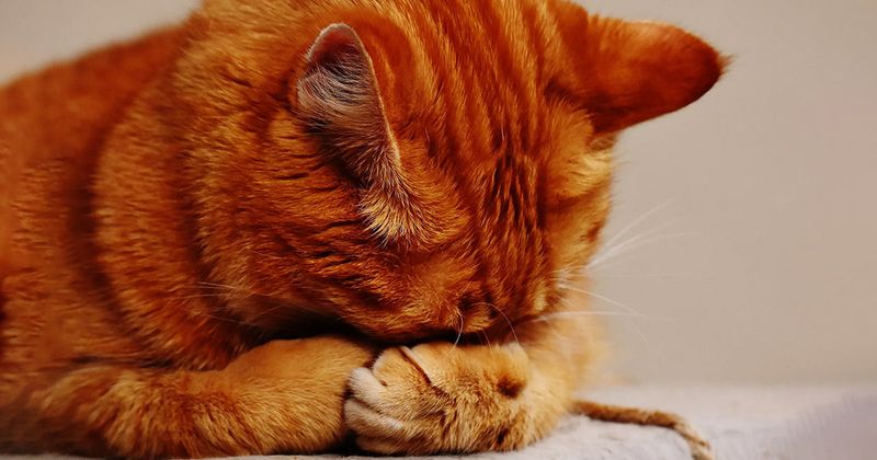 Response To Enrichment During Stress