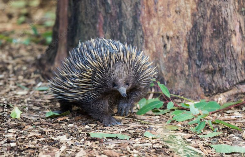 Echidna