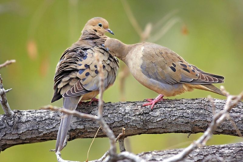 Mourning Doves