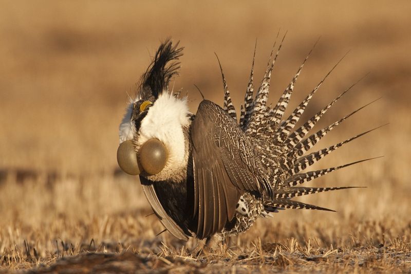 Gunnison Sage-Grouse