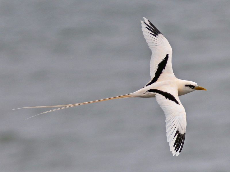 White-Tailed Tropicbird