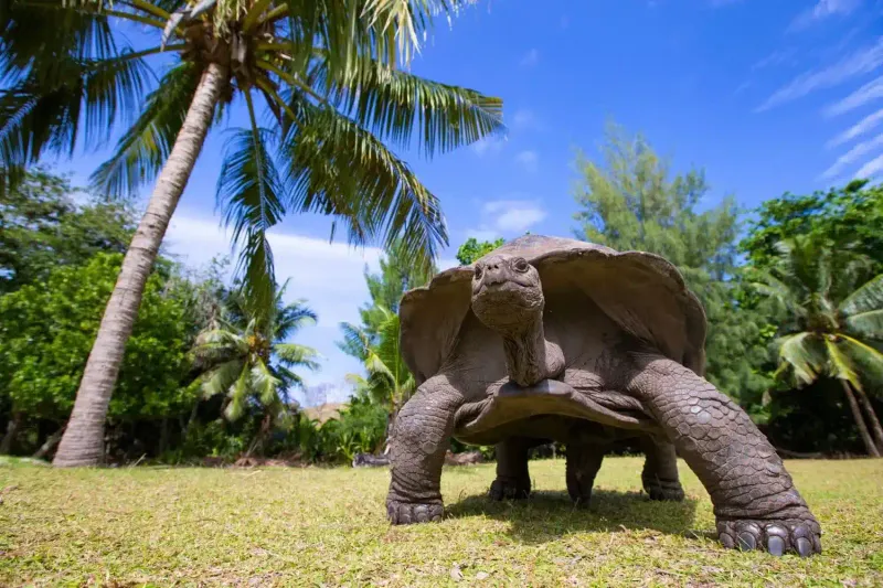 Aldabra Giant Tortoise