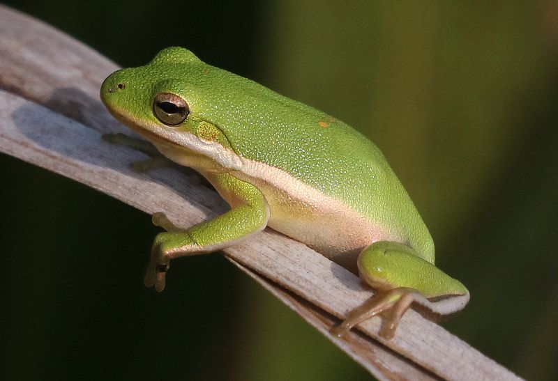 American Green Tree Frog
