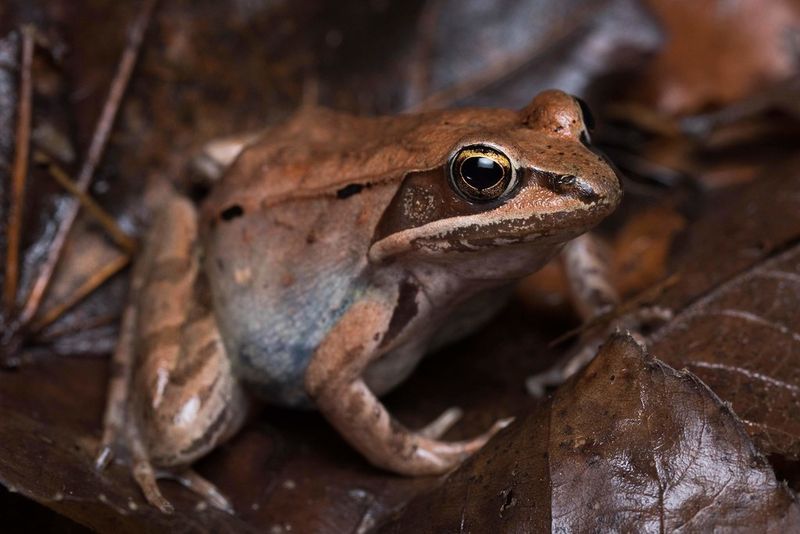Brown Wood Frogs That Vanish Against Forest Floors