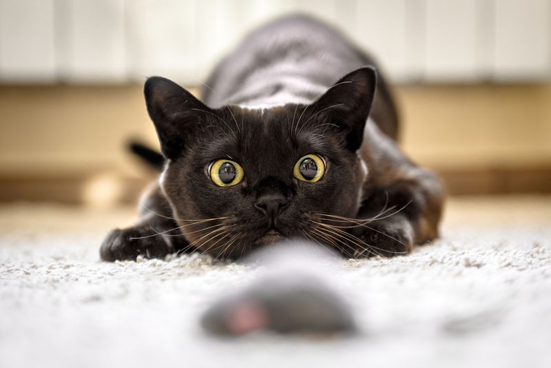Green Flag: Playful And Curious