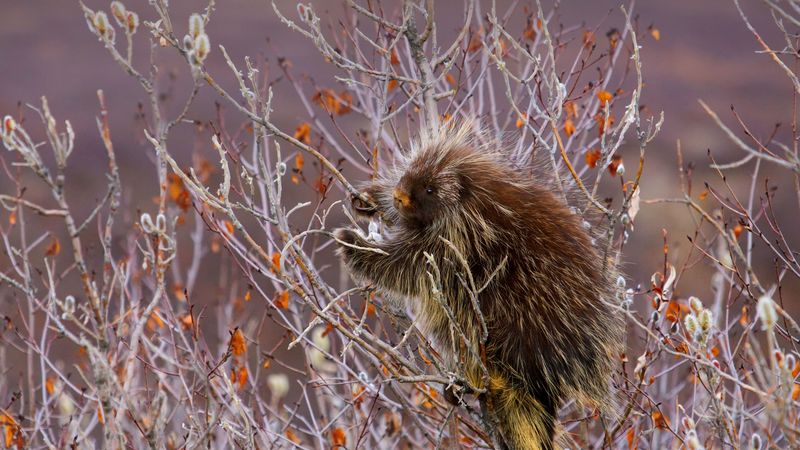 Porcupine