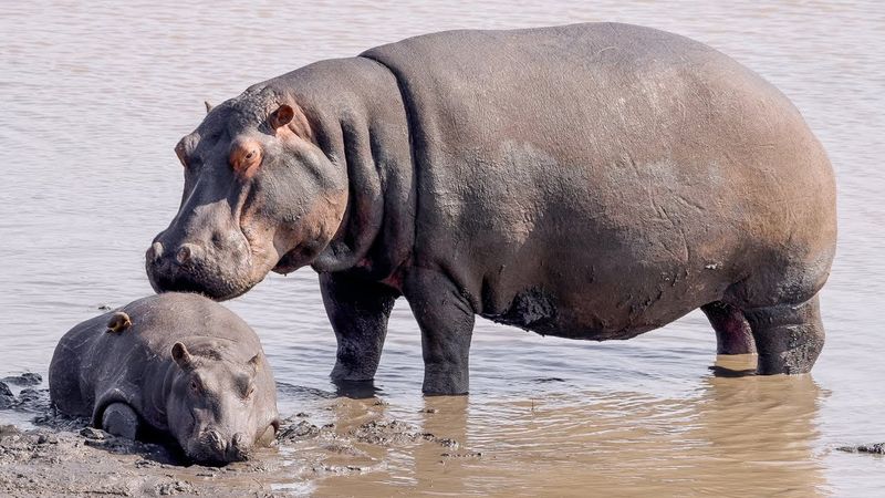 Hippopotamus