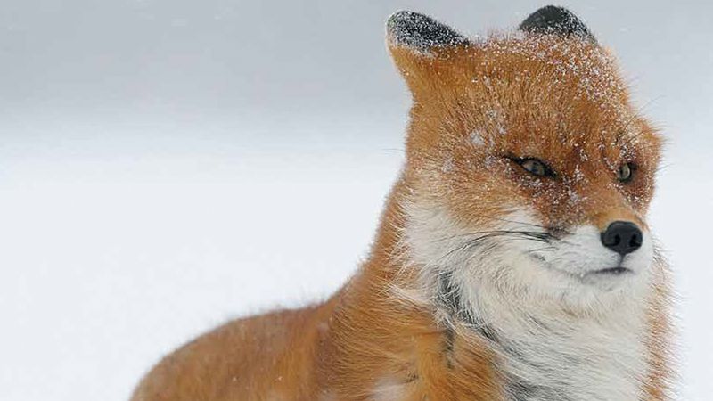 Red Fox