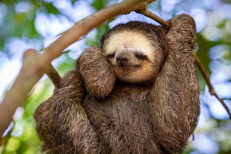 Sloths