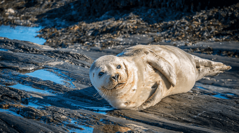 Harbor Seal
