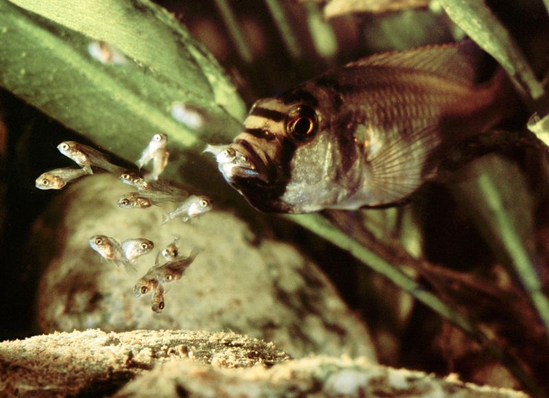 Mouthbrooding Cichlids: The Oral Protectors