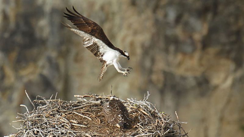Ospreys