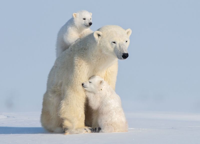 Polar Bear
