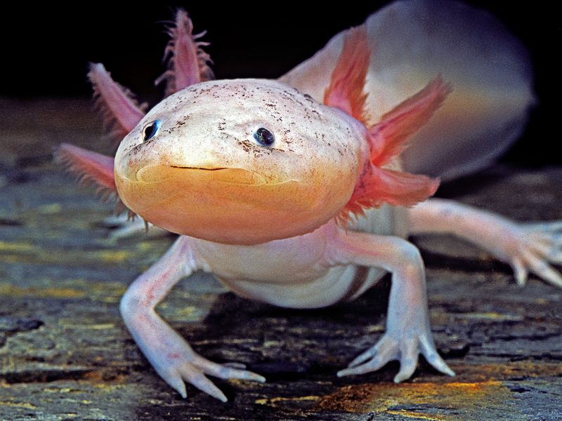 Axolotl